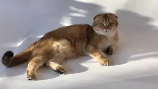 Olimpia