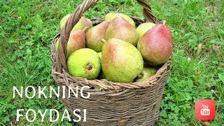 Nok va uning foydasi
