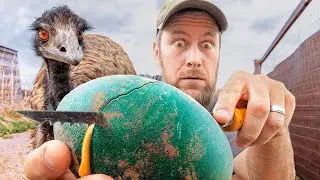 What's INSIDE our EMU eggs
