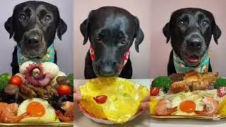 What My Dogs Eat in a Day! (Spoiler: It's Episode NOT Just Kibble!) | The Petting Zoo |no.22 #dog