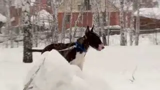 Макс на прогулке 2015.01.08 p7 00628