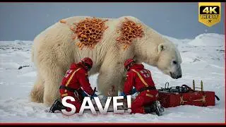 The Polar Bear Covered in Larvae – A Rescue Story Like No Other