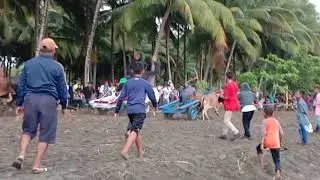 Aksi  .... Joki race gerobak sapi pasangkayu