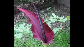 Yılan Burçağı Sedef Hastalığı için Nasıl Kullanılır?