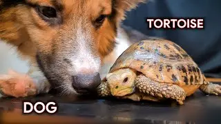 Dog meets big brother Tortoise