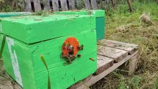 возвращения матки