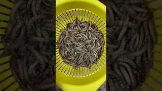 Взвешиваю сытых червей)))