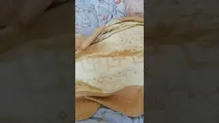 Такса которая очень любит спать укрывшись одеялом😁