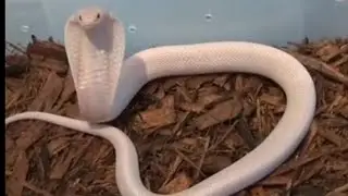 DETIK DETIK PENANGKAPAN ULAR COBRA PUTIH