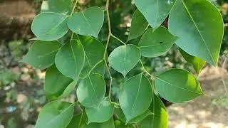 शीशम का वृक्ष - Shisham Tree || Dalbergia sissoo || शीशम का पेड़