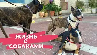 Жизнь с собаками или просто здоровая жизнь #bullterrier #бультерьер #dog #собака #viralvideo #fyp