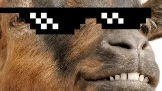 MUST WATCH (Rare footage of goat backflipping)
