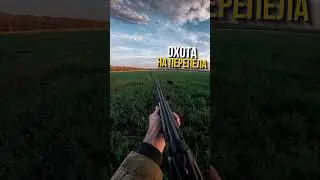ОХОТИМСЯ НА ПЕРЕПЕЛА #охотарыбалка #добыча #перепел #охотавроссии #shorts #shooting #hunting