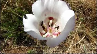 Mariposa lily seen on Johnson trail to Avila, SLO, with bees buzzing