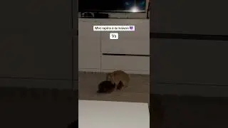Pourquoi ? 😅 #lapin #ange #demon #lapinbelier #rabbit #rabbitsoftiktok #changement #animaux