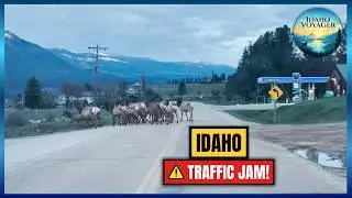 Morning commute in Garden Valley has tons of ELK!