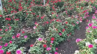 Hot Explorer rose
