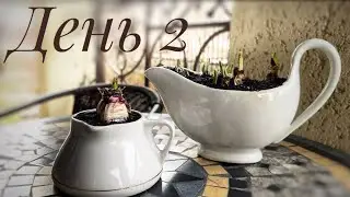 Неделя влогов. День 2. 