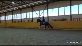Красивая 2019 г.р., 170 см в/х