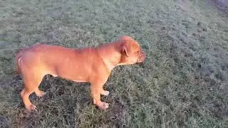 VERDENS HURTIGSTE HUND PÅ FERIEKOLONI