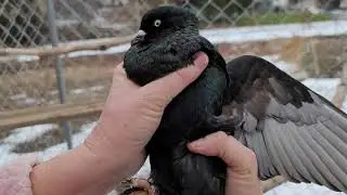 Same nice pair, hen 1669 and cockbird 1685