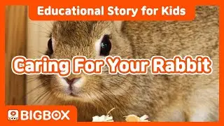 [ Caring For Your Rabbit ] Educational Story for Kids│BIGSHOW #1-2