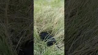 такса в поле