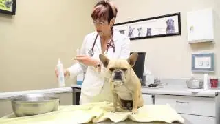 How to Give Your Dog a Flea Dip