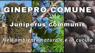 Common Juniper: Juniperus communis
