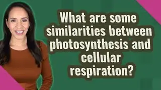 What are some similarities between photosynthesis and cellular respiration?