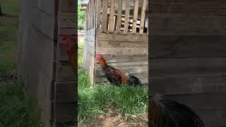 Hint horozu damızlık yerinde duramıyor cam göz ama rakip arıyor hint horozu ötüşü