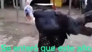 el pavo feliz