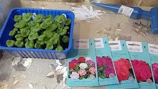 Всходы Пеларгонии (герани). Пикировка растений #цветы