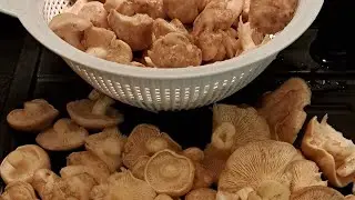 Cincile Mantarı Nedir, Nerede Yetişir Ve Yenir Mi? Cincile Mantarı Faydaları
