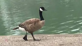 goose catwalks