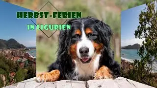 Herbst-Ferien mit zwei Bernersennenhunden in Ligurien Italien