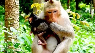 It's so cute new baby monkey and mama holds on shoulder