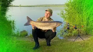 Ловля Амура у стенки камыша на кукурузу