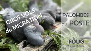 PALOMBES au POSTE en MIGRATION | Chasse 2023
