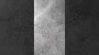 Инфузория Туфелька