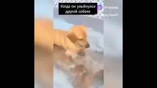 Когда погладил чужую собаку