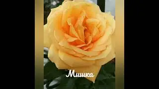 Vlog-10 Летнее цветение РОЗ🌹хорошая новость🙏ПРИТЧА