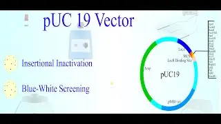 pUC-19 vector | Blue-white screening
