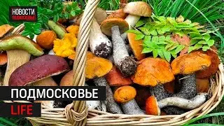 Вторая жизнь стройотходов и грибной сезон: Подмосковье LIFE