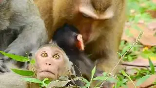 Oops! Why Jane Let Bonita Play With Janna like this! Bonita Might Steal New Janna!
