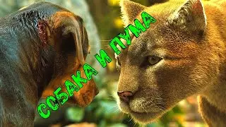 Собака и пума ( клип )