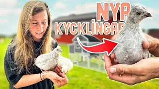Vi skaffar höns | Del 2