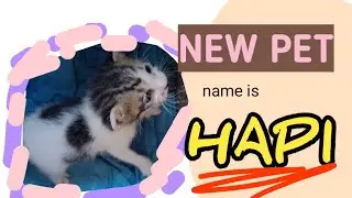 Hapi My New Pet | ⚜️ PET ZONE ⚜️