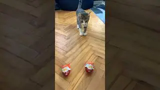 mačak gile otvara zlatnog hari potera 😻