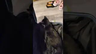 #кошкамята